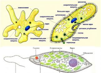 Классификация простейших, имеющих медицинское значение Морфология и структура простейших микробиология